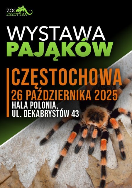 Wystawa pająków - Częstochowa