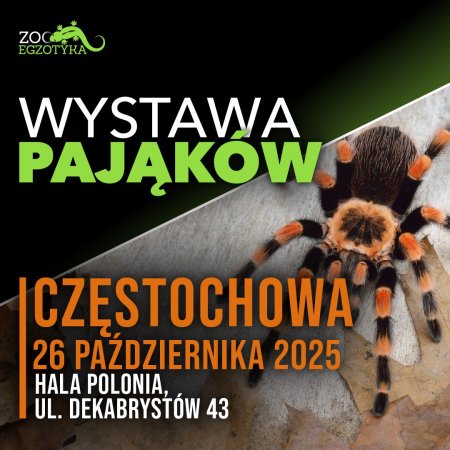 Wystawa pająków - Częstochowa